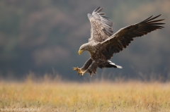 180 Seeadler - Haliaeetus albicilla