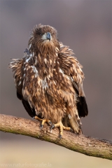 181 Seeadler - Haliaeetus albicilla