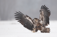 182 Seeadler - Haliaeetus albicilla