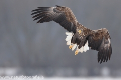 183 Seeadler - Haliaeetus albicilla