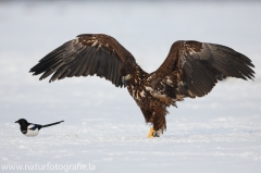 184 Seeadler - Haliaeetus albicilla