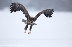 185 Seeadler - Haliaeetus albicilla