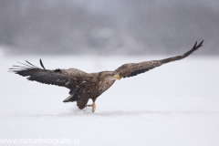 186 Seeadler - Haliaeetus albicilla