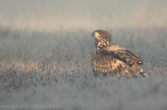 167 Seeadler - Haliaeetus albicilla