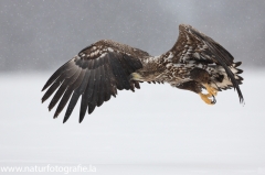 187 Seeadler - Haliaeetus albicilla