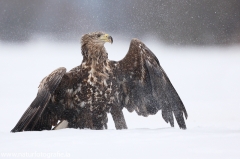 188 Seeadler - Haliaeetus albicilla