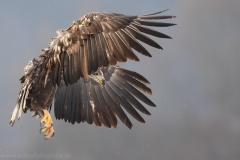 189 Seeadler - Haliaeetus albicilla