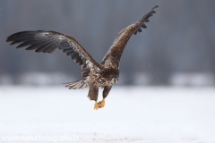 190 Seeadler - Haliaeetus albicilla