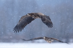 191 Seeadler - Haliaeetus albicilla