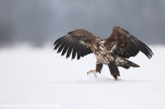 192 Seeadler - Haliaeetus albicilla