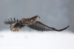 193 Seeadler - Haliaeetus albicilla