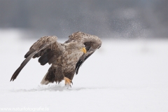 194 Seeadler - Haliaeetus albicilla