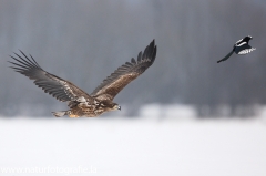 195 Seeadler - Haliaeetus albicilla