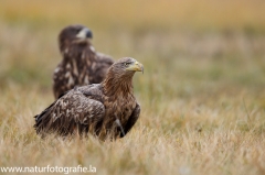 196 Seeadler - Haliaeetus albicilla