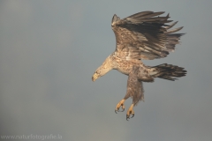 168 Seeadler - Haliaeetus albicilla