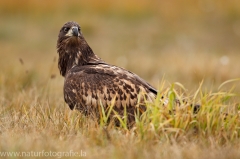 197 Seeadler - Haliaeetus albicilla