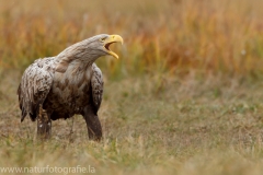 198 Seeadler - Haliaeetus albicilla