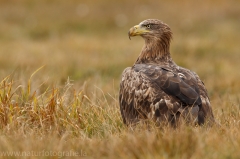 199 Seeadler - Haliaeetus albicilla