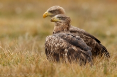 200 Seeadler - Haliaeetus albicilla