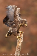 201 Seeadler - Haliaeetus albicilla