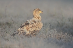 169 Seeadler - Haliaeetus albicilla