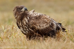 202 Seeadler - Haliaeetus albicilla