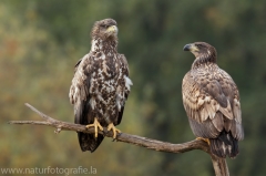 203 Seeadler - Haliaeetus albicilla