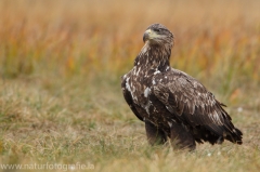 204 Seeadler - Haliaeetus albicilla