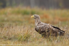 205 Seeadler - Haliaeetus albicilla