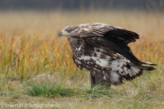 206 Seeadler - Haliaeetus albicilla