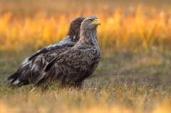 207 Seeadler - Haliaeetus albicilla