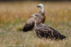 208 Seeadler - Haliaeetus albicilla