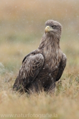 209 Seeadler - Haliaeetus albicilla