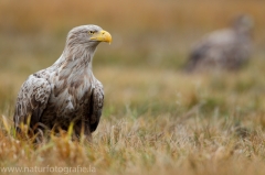 210 Seeadler - Haliaeetus albicilla