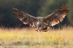 211 Seeadler - Haliaeetus albicilla