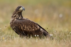 170 Seeadler - Haliaeetus albicilla