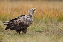 212 Seeadler - Haliaeetus albicilla