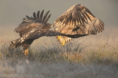 171 Seeadler - Haliaeetus albicilla