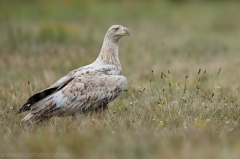 172 Seeadler - Haliaeetus albicilla