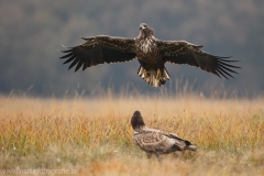 173 Seeadler - Haliaeetus albicilla