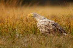 106 Seeadler - Haliaeetus albicilla