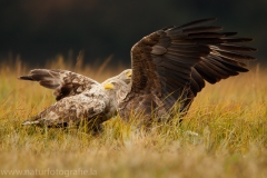 107 Seeadler - Haliaeetus albicilla