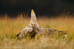 108 Seeadler - Haliaeetus albicilla