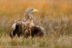 109 Seeadler - Haliaeetus albicilla