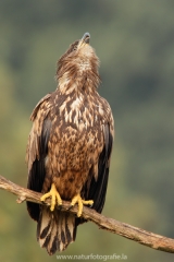 110 Seeadler - Haliaeetus albicilla