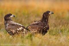 111 Seeadler - Haliaeetus albicilla