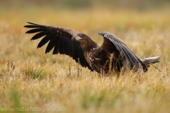 112 Seeadler - Haliaeetus albicilla