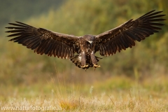 113 Seeadler - Haliaeetus albicilla