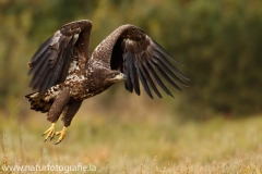 114 Seeadler - Haliaeetus albicilla