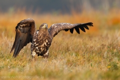 88 Seeadler - Haliaeetus albicilla